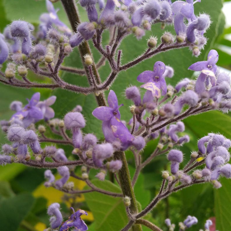 Cornutia Grandiflora Tropical Jamaican Lilac Live Plant Bush Showy Purple Lavender Bloom Fragrant Leaves 4 Inch Starter Size Pot imagen 2