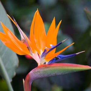 Bird of Paradise Crane Flower Strelitzia Live Plant Orange Blue Bloom 8-12" Tall - 4" Pot