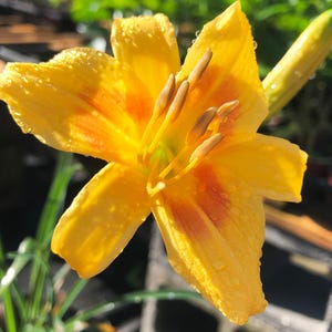Daylily AZTEC GOLD Hardy Perennial Orange Yellow Flowering Easy to Grow Live Plant Unique BloomStarter Size 4 Inch Pot Emerald R