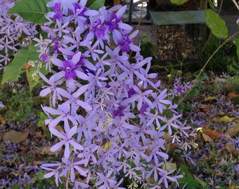 Petrea Petrea Queens Wreath Sandpaper Bluebird Vine Live Plant - 8-10" Tall