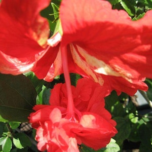 Lions Tail RED Tropical Hibiscus Live Plant Rare Unusual Pom Pom Poodle Tail Flowe