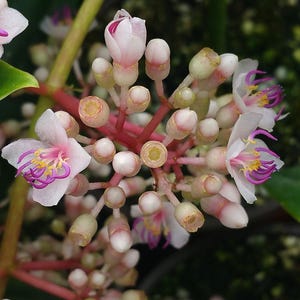 MALAYSIAN GRAPE ORCHID Unusual Live Tropical Plant Pink Flower Purple Ornamental Inedible Berry Starter Size