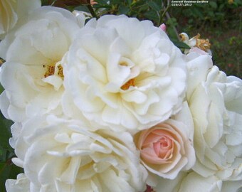 PROM QUEEN Old Garden Antique Own Root Climbing Rose Double White Repeat Bloomer
