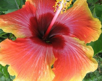 COSMIC DANCER Tropical Exotic Hibiscus Live Plant Extra Large Fancy Single Orange Flower