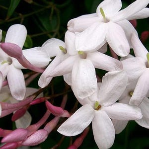 Jasmine POLYANTHUM Pink Winter Vine Plant Fragrant Spring Flowers Starter Plant