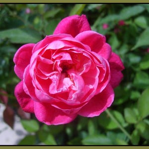 LOUIS PHILLIPE Louise Phillipe Rose Bush Heirloom - Red Pink Flower - 6-10 Inches Tall - 4 Inch Pot