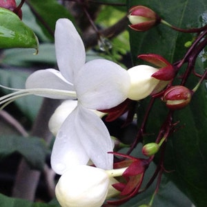 Clerodendrum Smithianum LIGHT BULBS Tropical Live Plant Chains of Glory Unusual White Flowers image 1