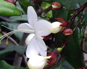 Clerodendrum Smithianum LIGHT BULBS Tropical Live Plant Chains of Glory Unusual White Flowers