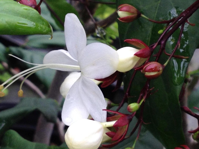 Clerodendrum Smithianum LIGHT BULBS Tropical Live Plant Chains of Glory Unusual White Flowers image 1