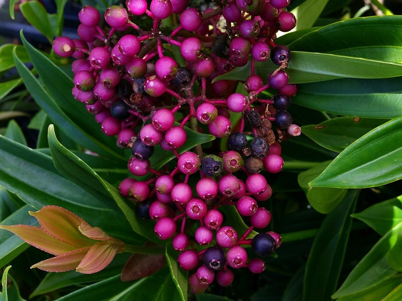 4 Inch Pot Plant Emerald tm MALAYSIAN GRAPE ORCHID Unusual Live Tropical Plant Pink Flower Purple Ornamental Inedible Berry Starter Size 1