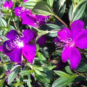 Ecuador Princess Bush TypeTibouchina Live Plant Single Purple Flower 10-12" Tall - 4" Pot