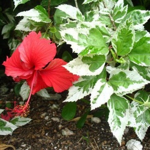 QUEEN SNOW Tropical Hibiscus Live Plant Variegated Green White Leaves and Single Red Flowers Starter Size
