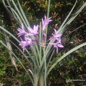 SOCIETY GARLIC VARIEGATED Flowering Ground Cover Plant Green White Leaf Lavender Bloom Starter Size 4 Inch Pot Starter Size Plant Emerald tm