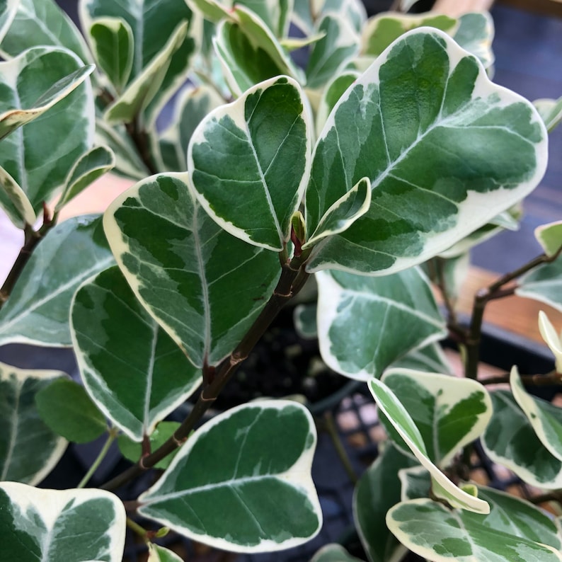 Variegated Ficus triangularis Live Shrub Plant White Green