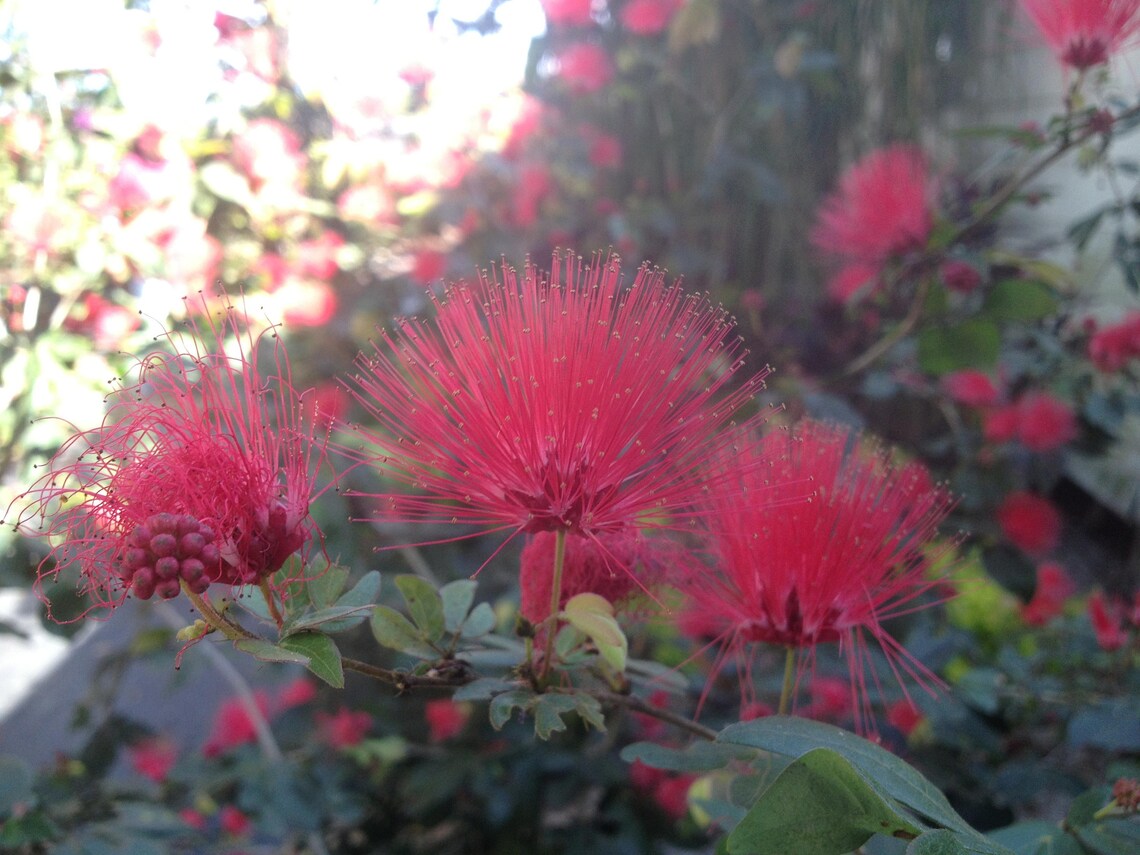 Powder Puff RED DWARF Flowering Shrub Plant Attracts Etsy