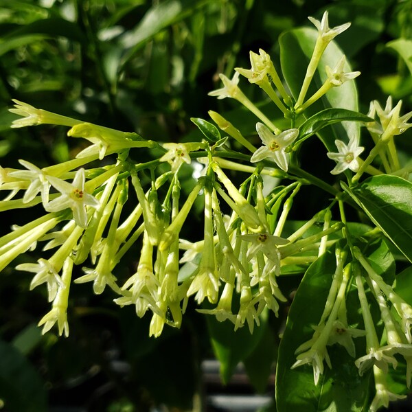 Jasmine NIGHT BLOOMING Cestrum Nocturnum Plant Fragrant