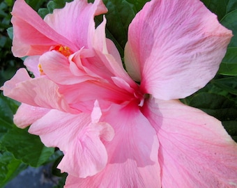 Cele Tinney Tropical Hibiscus rosa seninsis Live Plant Heirloom Double Crested Pink Flowers Starter Size