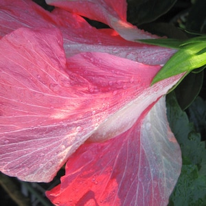 Versicolor Pinwheel Tropical Landscape Hibiscus Live Plant Heirloom Single Pink White Starter Sz 4 image 3