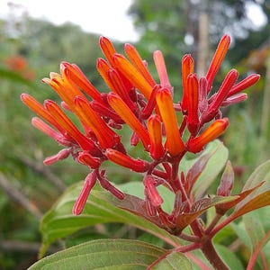 Scarlet Firebush Live Plant Florida Native Attracts Hummingbirds - 8-10" Tall - 4 Inch Pot