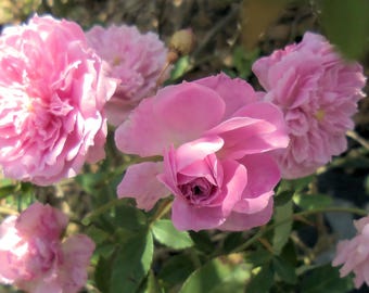 CALDWELL PINK Old Heirloom Antique Own Root Rose Pink Pet Summer Carnation Double Flower