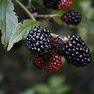 May include: Close-up of blackberries on a branch with green leaves. The ripe berries are a deep black color, while some are still red. The image is focused on the berries, with a blurred background.