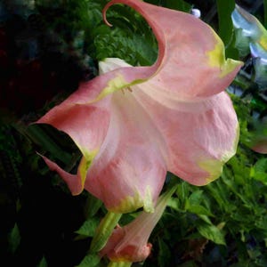 Brugmansia SANTA ROSA Angels Trumpet Live Tropical Plant  Large Single Peach Pink  Bloom Starter Size