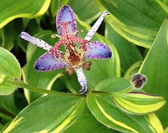 TOAD LILY Variegated Live Tropical Plant Shade Garden Tricyrtis Samurai Ground Cover Tiny Purple Flowers