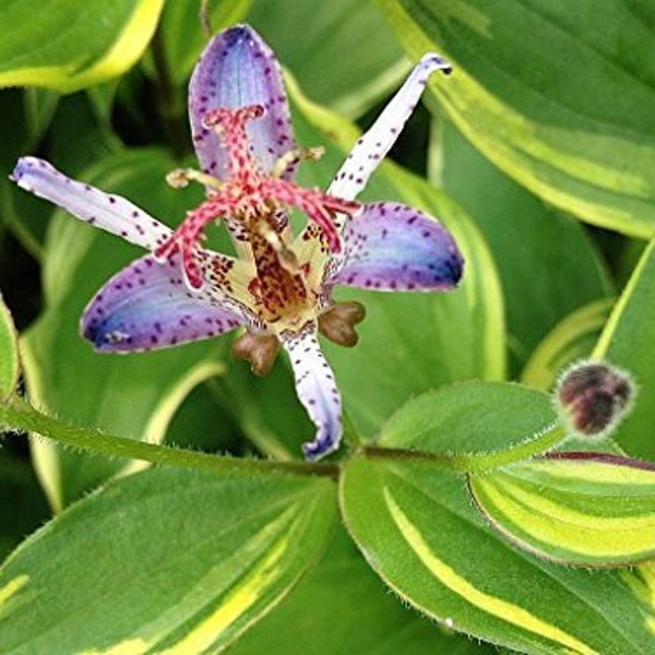 TOAD LILY Variegated Live Tropical Plant Shade Garden Tricyrtis Samurai Ground Cover Tiny Purple Flowers