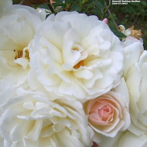 PROM QUEEN Old Garden Antique Own Root Climbing Rose Double White Repeat Bloomer