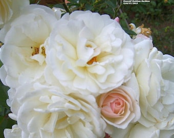 PROM QUEEN Old Garden Antique Own Root Climbing Rose Double White Repeat Bloomer