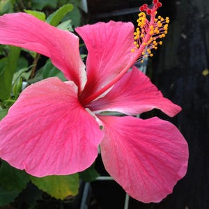 Versicolor Pinwheel Tropical Landscape Hibiscus Live Plant Heirloom Single Pink White Starter Sz 4 image 4