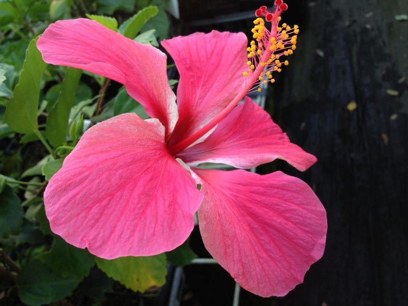 Versicolor Pinwheel Tropical Landscape Hibiscus Live Plant Heirloom Single Pink White Starter Sz 4 image 4