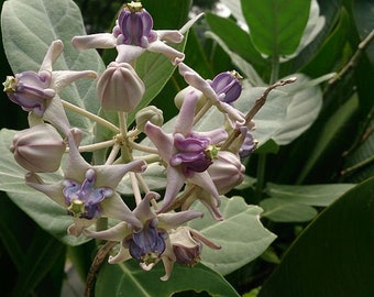 Milkweed Giant Calotropis Gigantea Tree Plant Butterfly Garden Purple Flower