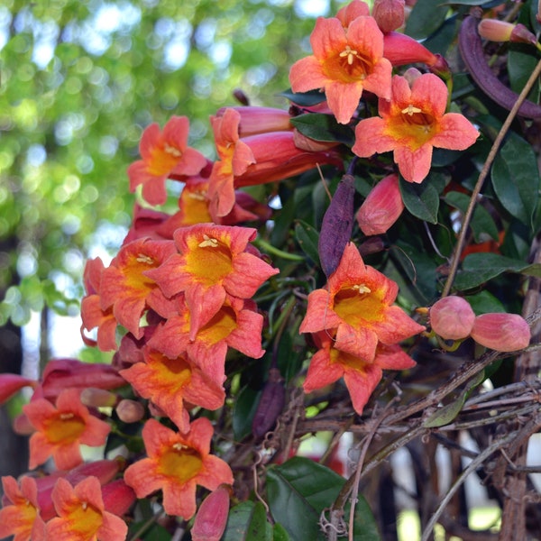 Crossvine Bignonia TANGERINE Beauty Live Vine Plant Fast Growing Red Orange Trumpet