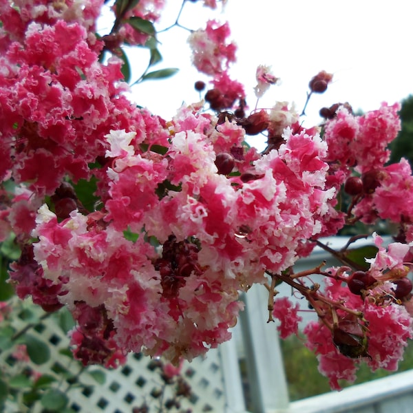 Peppermint Lace Crape Myrtle Tree - Live Plant - 8-10" Tall - 4 Inch Pot