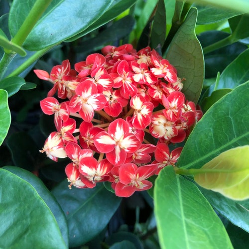 Maui Yellow Ixora - Etsy