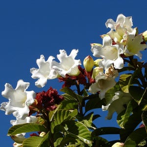 EASTER LILY Beaumontia grandiflora Tropical Fragrant White Flowering Live Vine Plant Winter Bloom