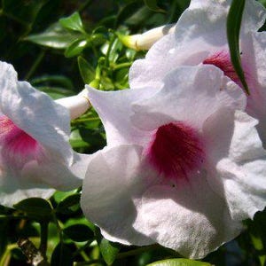 Pandora Vine Pink Live Plant Pandorea jasminoides Romantic Fragrant Trumpet Bloom Climbing Semi Tropical Starter Size 4 Inch Pot
