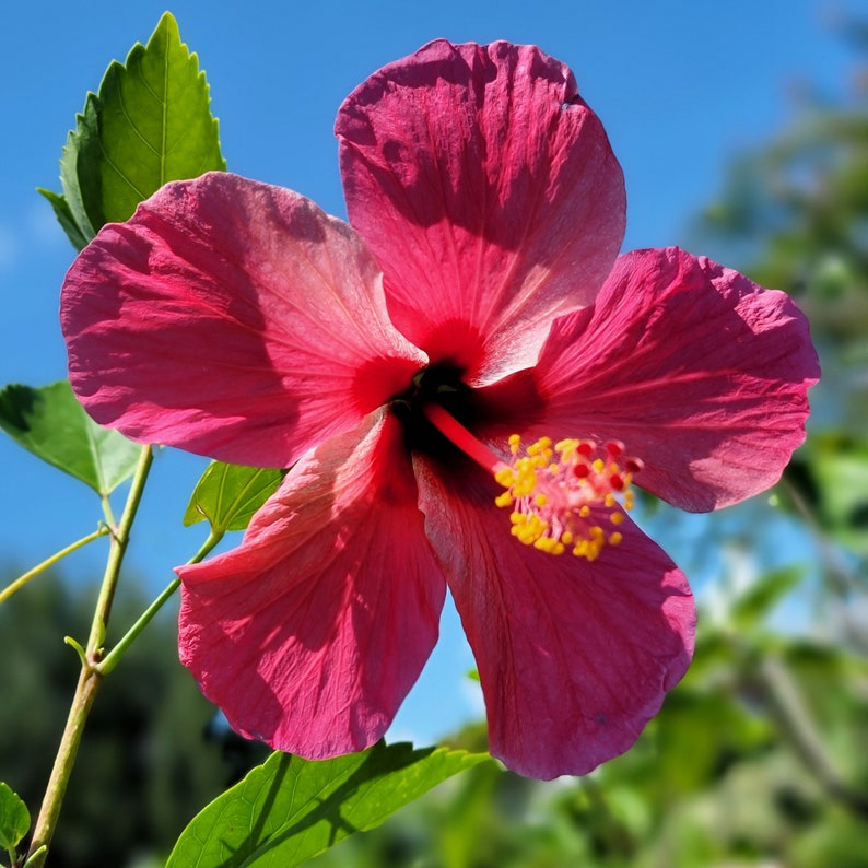 VERSICOLOR PINWHEEL Tropical Landscape Hibiscus Live Plant Heirloom Single Pink White Starter Size 4 Inch Pot Emerald TM image 1