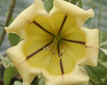 CHALICE VARIEGATED Cups of Gold Rare Flowering Vine Tropical Live Plant Coconut Scented Yellow Bloom