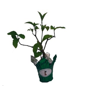 Cornutia Grandiflora Tropical Jamaican Lilac Live Plant Bush Showy Purple Lavender Bloom Fragrant Leaves 4 Inch Starter Size Pot imagen 6