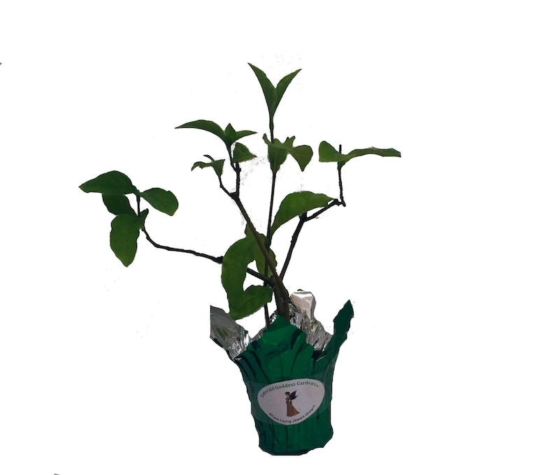 Cornutia Grandiflora Tropical Jamaican Lilac Live Plant Bush Showy Purple Lavender Bloom Fragrant Leaves 4 Inch Starter Size Pot imagen 6