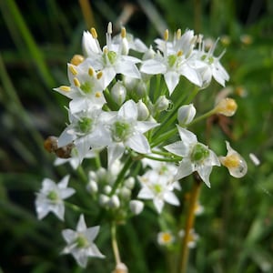 Society Garlic WHITE Plant Clumping Lily-Like Ground Cover Border Live Herb Plant Starter Size