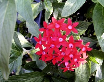 RED PENTA Heirloom Perennial Live Tropical Plant Tall Variety Attracts Butterflies Hummingbirds