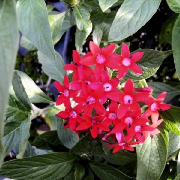 RED PENTA Heirloom Perennial Live Tropical Plant Tall Variety Attracts Butterflies Hummingbirds