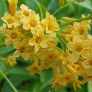 May include: A cluster of small, star-shaped yellow flowers with five petals each. The blossoms feature a bright yellow hue with a subtle green center and are attached to thin, light green stems surrounded by soft, out-of-focus green foliage.