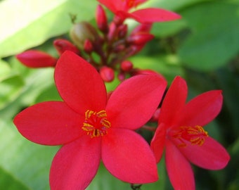 Red Dwarf Jatropha Live FloweringTree Plant Starter Size
