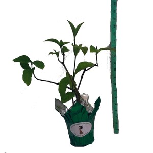 Cornutia Grandiflora Tropical Jamaican Lilac Live Plant Bush Showy Purple Lavender Bloom Fragrant Leaves 4 Inch Starter Size Pot imagen 7