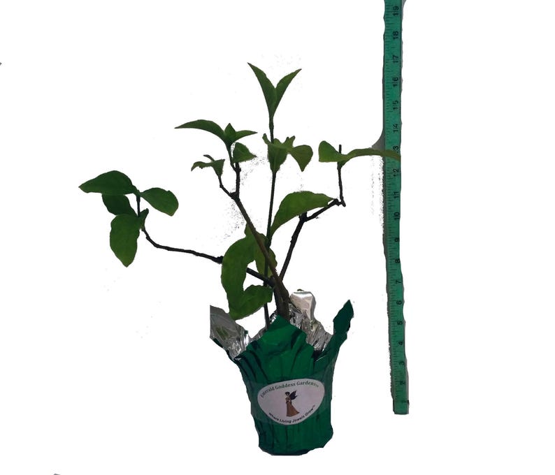 Cornutia Grandiflora Tropical Jamaican Lilac Live Plant Bush Showy Purple Lavender Bloom Fragrant Leaves 4 Inch Starter Size Pot imagen 7