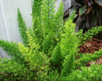 FOXTAIL FERN Cat Tail Asparagus Tropical Drought Tolerant Unique Easy to Grow Live Plant